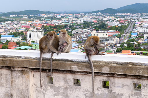 Macaques grooming on Monkey temple in Thailand