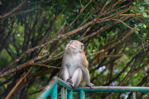 Monkey sleeping while sitting on fence