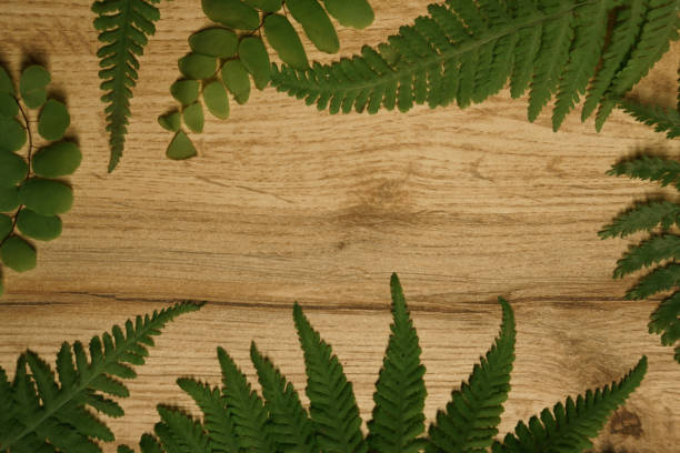 istock Fern leaves on wooden board 1330339620
