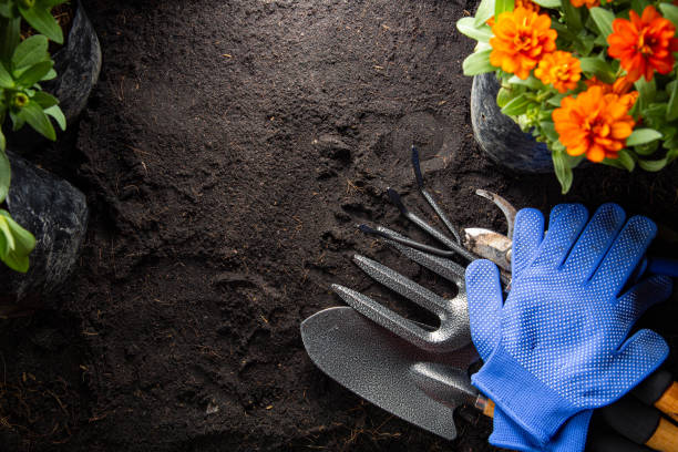 istock Gardening tools for beginning your small garden plant 1330339893