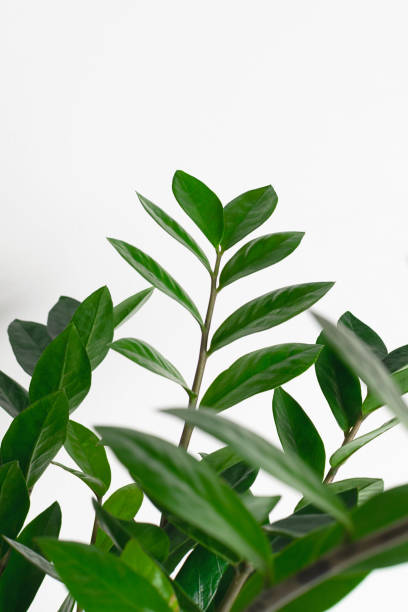istock Close up zamioculcas leaves at white background. 1330342835