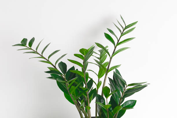 istock Close-up zamioculcas at white background. 1330342837