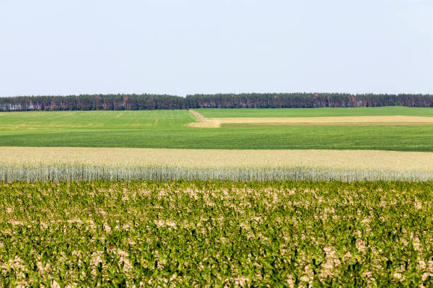 istock an agricultural field where wheat is grown 1330343765