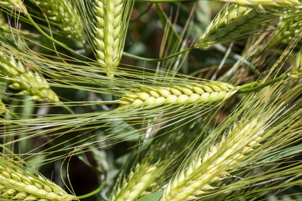 istock wheat field with an immature wheat crop 1330343810