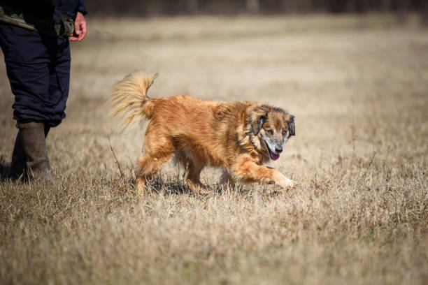 istock Cute shaggy dog 1330344633