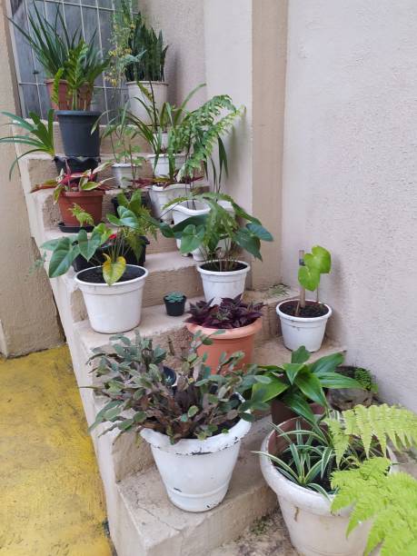 istock Plant and flower pots displayerd on a staircase 1330344692