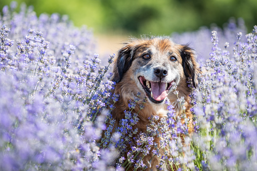 Chute shaggy dog from dogs shelter posing on the lavender field