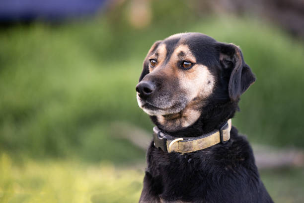 istock Black and tan dog posing for a photo 1330345610