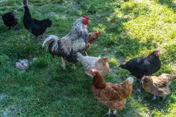 Chicken and rooster walk on herb outside the yard in the village