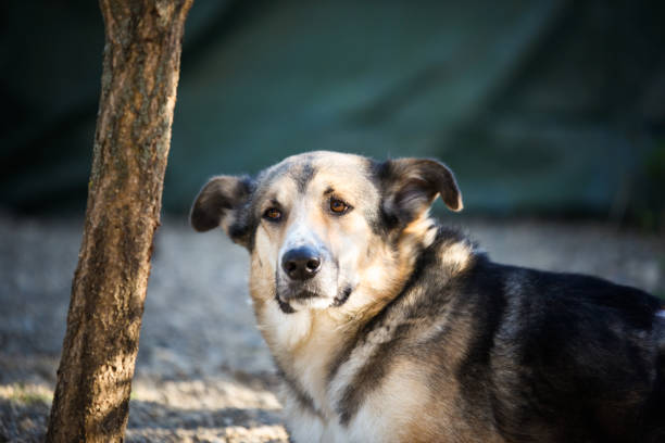 istock Portrait of the dog 1330345666