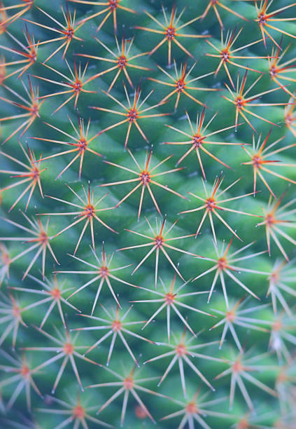 cactus pungente primo piano sfondo astratto - prickly pear pad foto e immagini stock
