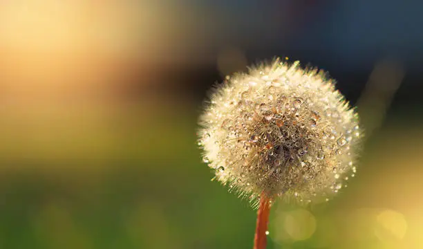 dry dandelion flower close-up with white flying parachutes on a blurr background, vertical image with soft focus and place for text