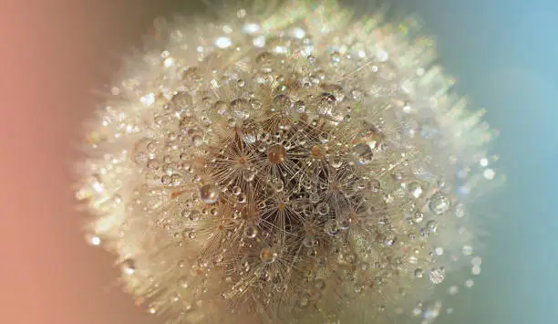 dry dandelion flower close-up with white flying parachutes on a blurr background, vertical image with soft focus and place for text