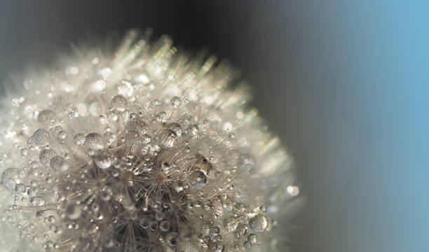 istock white fluffy dandelion parachutes dryflower 1330346866