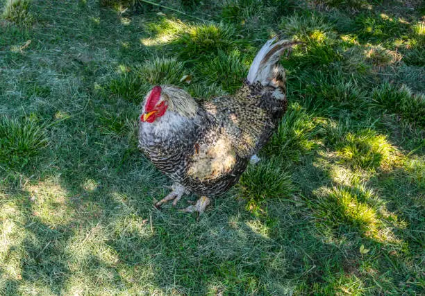 Chicken and rooster walk on herb outside the yard in the village