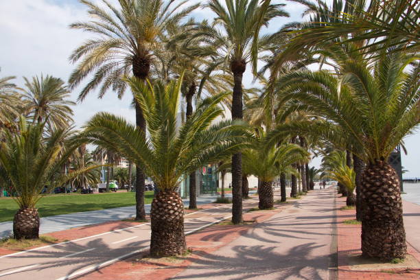 istock Seaside promenade in Barcelona in Spain 1330348781