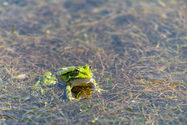 istock A frog sitting in a swamp 1330348990