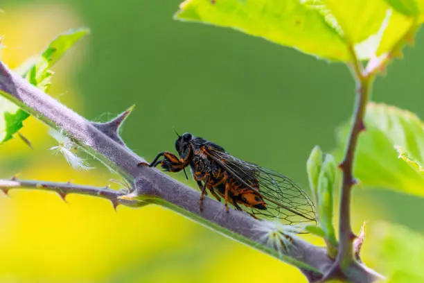 Insect Cicadidae family of cicadas on tree branch