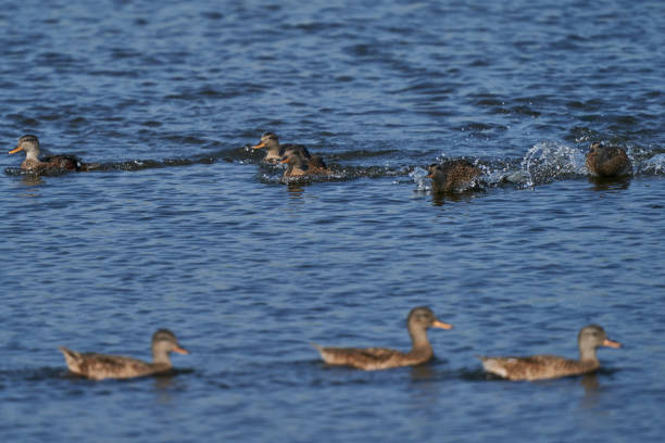 istock Wildfowl in Somerset 1330354680