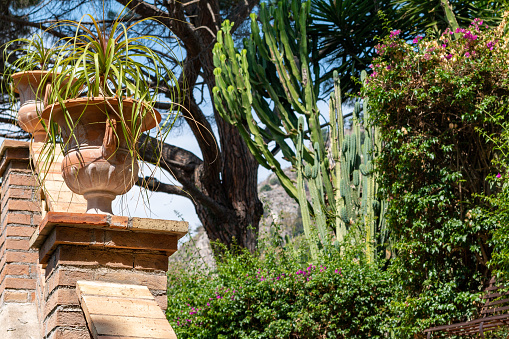 Cycas palm tree in large pots outside the building