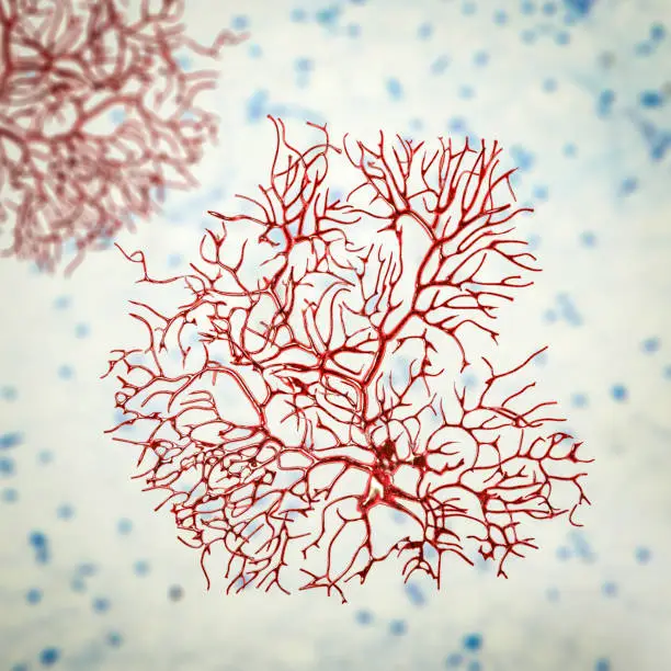 Purkinje neuron, GABAergic neuron located in the cerebellum, 3D illustration