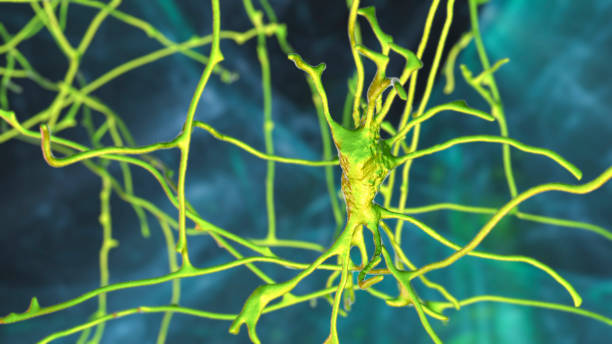 신경, 뇌 세포, 인간의 뇌의 폰에 위치 - pyramidal cell 뉴스 사진 이미지
