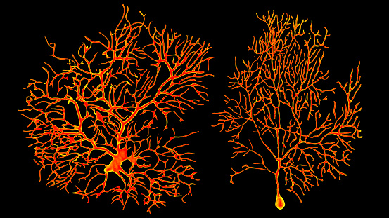 Purkinje neurons, GABAergic neuron located in the cerebellum, 3D illustration