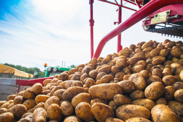 istock Agricultural potato harvest with harvester 1330357758