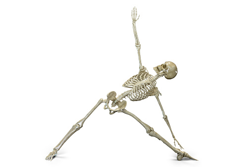 Anatomy of yoga. 3D illustration showing skeletal activity in Triangle yoga position, or Trikonasana
