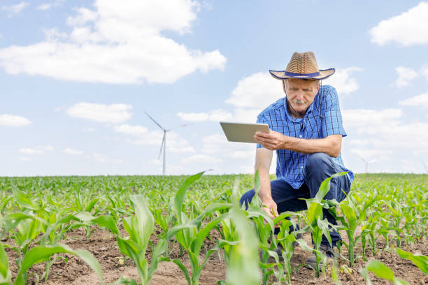 istock Farmer holding tablet when touching and observing corn crop 1330358298