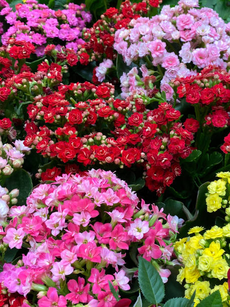istock Red, pink and yellow Kalanchoe 1330358945