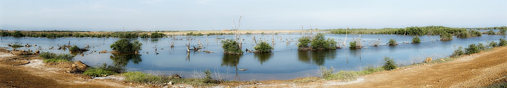 Wetland in the suburbs of Barcelona city, Anzoategui state, Venezuela