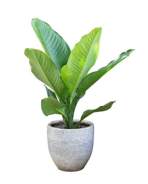 indoor plants in pot isolated on white background. - plant stockfoto's en -beelden