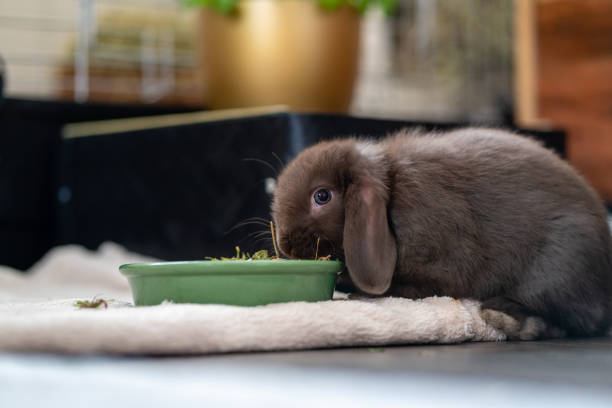 istock Brown, small dwarf rabbit (dwarf ram, ram) with floppy ears eats from a green bowl in the living room. 1330361398
