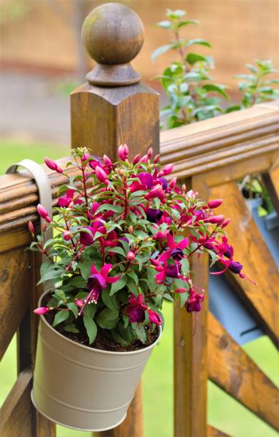 Tom Thumb fuchsia in a hanging pot on the decking. stock photo
