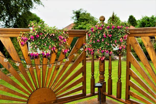 Hanging pots are ideal for displaying fuchsias and provide the ideal ambience to create the impression of an outdoor room.