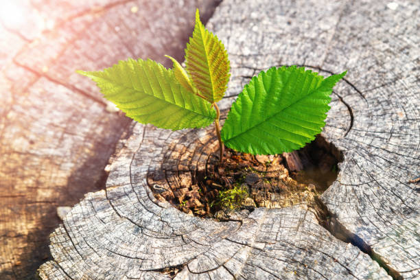 A strong seedling growing in the center trunk on cut stump. Concept of support building a future focus on new life A strong seedling growing in the center trunk on cut stump. Concept of support building a future focus on new life reincarnation stock pictures, royalty-free photos & images