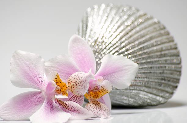 Pink orchid flowers with silver decoration