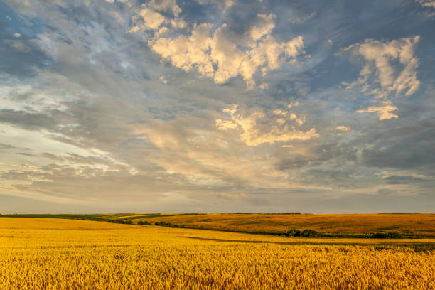 istock Wide wheat field landscape with sky in clouds 1330365070