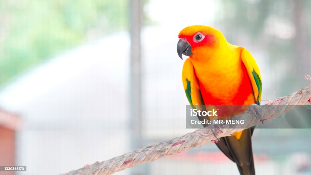 Close up Colorful yellow orange green love bird on rope with copy space Parrot Stock Photo