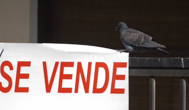Domestic pigeon Columba livia next to a For Sale sign. stock photo