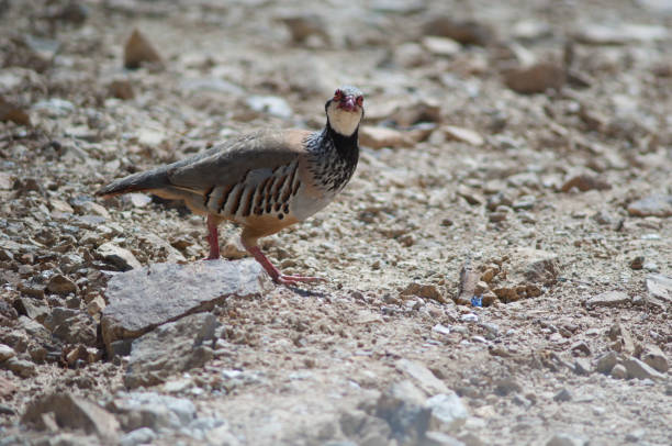 istock Red-legged partridge Alectoris rufa, Pajonales cross. 1330365958