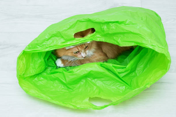 部屋の白い木製の床に緑のビニール袋に横たわっているジンジャー猫。 - domestic cat bag shopping gift ストックフォトと画像