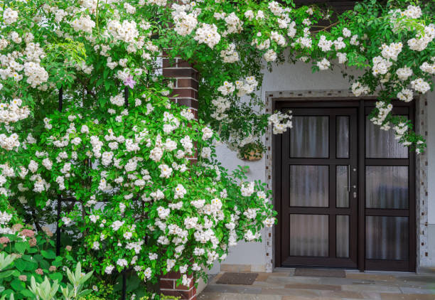 istock Rambler rose bush at a house front door 1330366976
