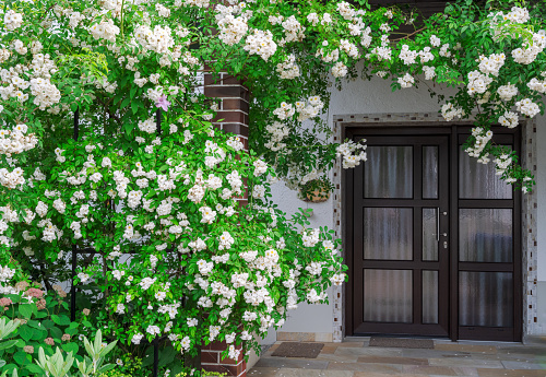 White flowring rambler rose bush at a house front door