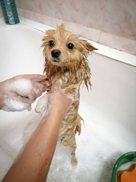 istock Bathing a Spitz dog in a bath with foam. Pet care. 1330369797