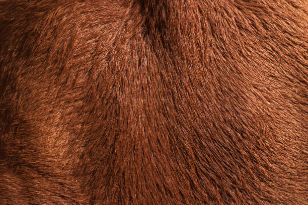 istock Cow's fur ,Texture of a brown cow. 1330370900