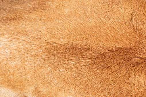 Cow's fur ,Texture of a brown cow.