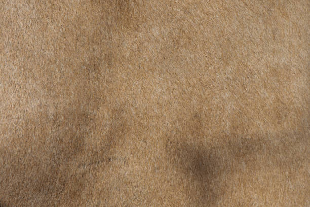istock Cow's fur ,Texture of a brown cow. 1330370903