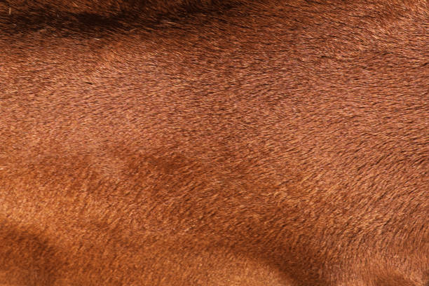 istock Cow's fur ,Texture of a brown cow. 1330370905